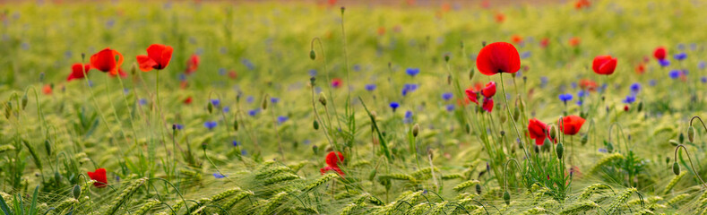 Red wild poppies on a wheat field