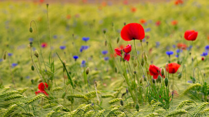 Red wild poppies on a wheat field