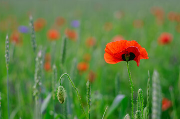 Obraz premium Red wild poppies on a wheat field