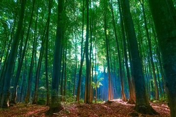 Obraz premium Fairytale forest landscape with sunlight in haze