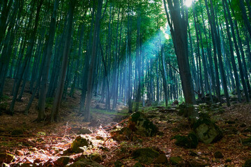 Fairytale forest landscape with sunlight in haze