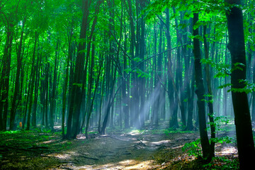 Fototapeta na wymiar Fairytale forest landscape with sunlight in haze