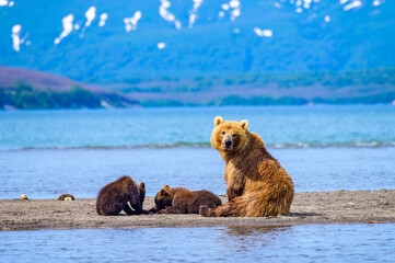 Ruling the landscape, brown bears of Kamchatka (Ursus arctos beringianus)