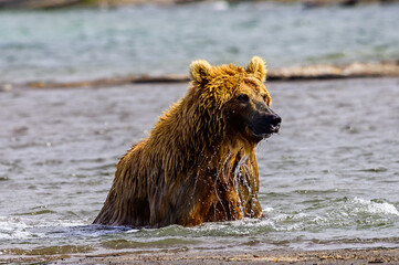 Ruling the landscape, brown bears of Kamchatka (Ursus arctos beringianus)