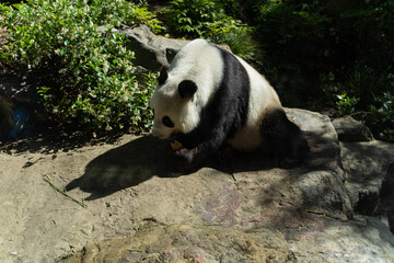 Obraz na płótnie Canvas panda eating bamboo