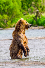 Fototapeta premium Ruling the landscape, brown bears of Kamchatka (Ursus arctos beringianus)