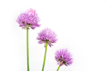 Pink blossom chevi on a white background