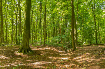 Fototapeta na wymiar Old woodland in western Europe