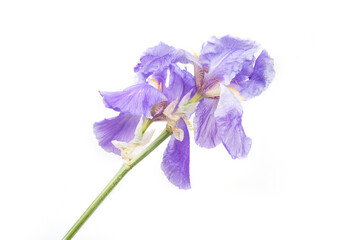 Blue Iris flower on a white background. Kaempferov  Iris pseudacorus