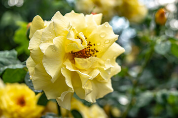 yellow rose in the garden after rain nature background