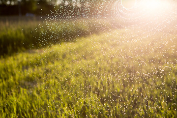 Obraz na płótnie Canvas Abstract background with highlights and bokeh from splashing water and sun light. Park on a warm summer sunny evening