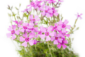 Violet blossom small meadow flowers in the summer