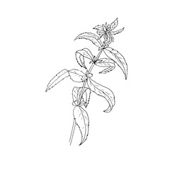 sketch of a flower