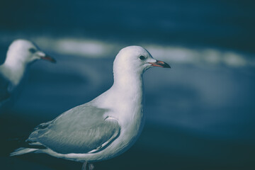 The close-up of sea gull