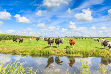 Dutch polder and meadow landscape in the summer with juicy green grass and grazing black and brown...