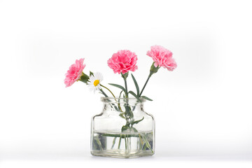 Carnation flover in the vase on a white background. Dianthus caryophyllus.