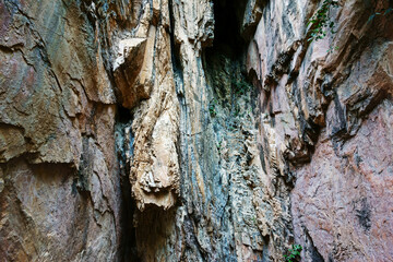 bark of a tree