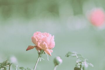 Beautiful Rose on Vintage style; nature background
