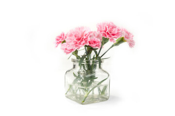 Carnation flover in the vase on a white background. Dianthus caryophyllus.