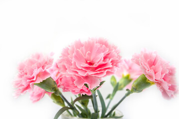 Carnation flover in the vase on a white background. Dianthus caryophyllus.