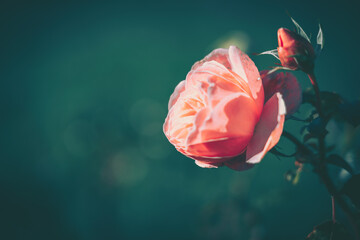 Beautiful Rose on Vintage style; nature background