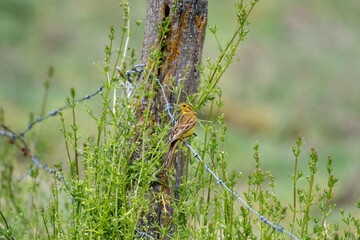 songbird yellow-hammer, Emberiza citrinella on a fence