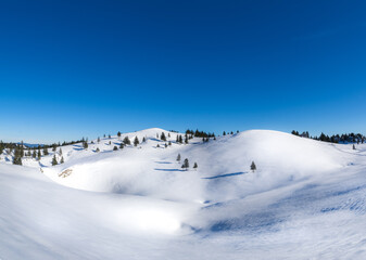 Spruce trees with long shadows on snowy landscape. Winter season in mountains. Fairy tale like landscape in bright sunny day