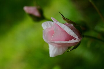 raindrops on the bud of a pink rose