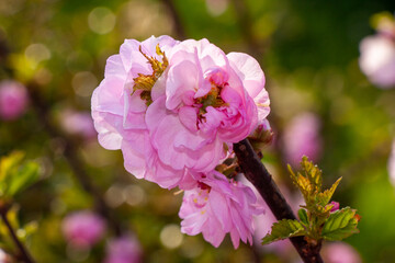 Ziermandelbaumblüte