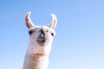 Portrait of a white Llama ( southamerican animal) with blue sky in the background.