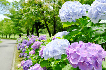紫陽花の咲く公園の道