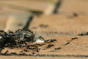 a dead lizard on the ground while the ants eat it
