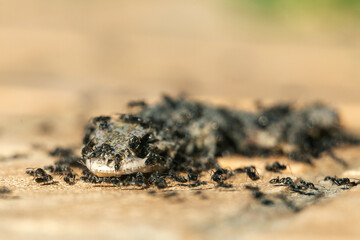 a dead lizard on the ground while the ants eat it
