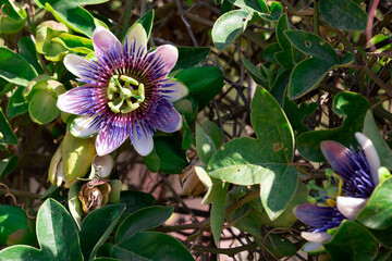 Passiflora caerulea on green background front photo