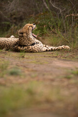 Fototapeta na wymiar Cheetah with mouth wide open
