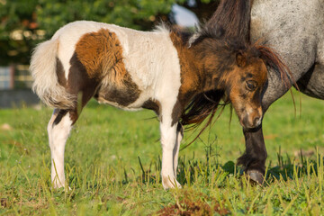 Horizontal shot of Piebald pony foal in a meadow covered with his mother's tail.