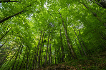 Fototapeta na wymiar upward view of trees in forest at daytime