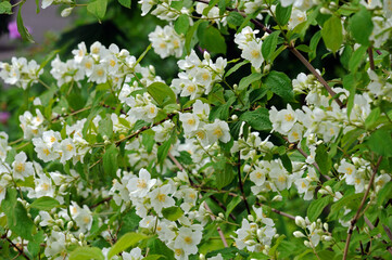 jasmine bush in bloom after summer rain