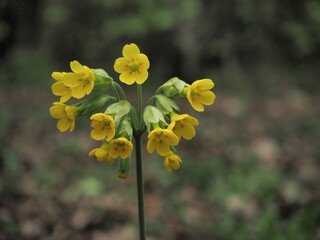 Primroses. Yellow forest flower. A flower with a long stem.