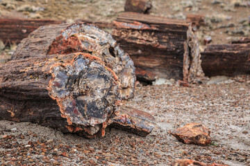 Fields of Petrified Logs at Crystal Forest, Petrified Forest National Park, Arizona