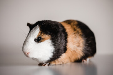 Full body of tri color american guinea pig