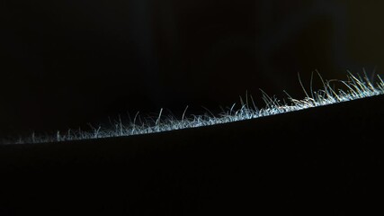 A close-up silhouette of a man's arm hair rising in fear. Goosebumps on the skin.