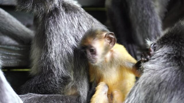 Silvery lutung baby monkey, Trachypithecus cristatus, also known as the silvered leaf monkey or silvery langur monkey. It is arboreal, living in mangrove and riverine forests in Borneo, Malaysia