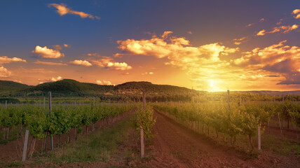 Colorful sunset over a vineyard next to lake Balaton, Hungary, mediterranean landscape with growing grapevine and hills in the setting sun, golden lights, agriculture and wine making concept