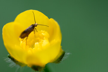 bug on yellow flower