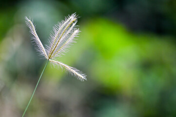 close up of grass used to make cards for the new year festival on valentines day, birthday, poster, christmas