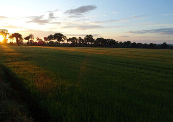 Fototapeta premium Coucher de soleil en campagne
