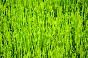 green grass background used to make cards for the new year festival on valentines day, birthday, poster, christmas