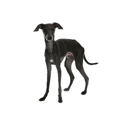 Cute Italian Greyhound dog on white background