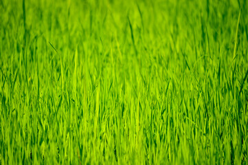 green grass background used to make cards for the new year festival on valentines day, birthday, poster, christmas